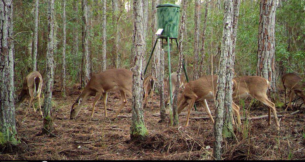 Camp Azalea Road - Photo 1