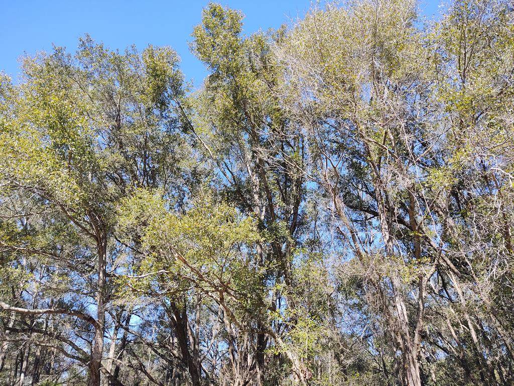 Lot 12 Hwy 19 - Photo 1