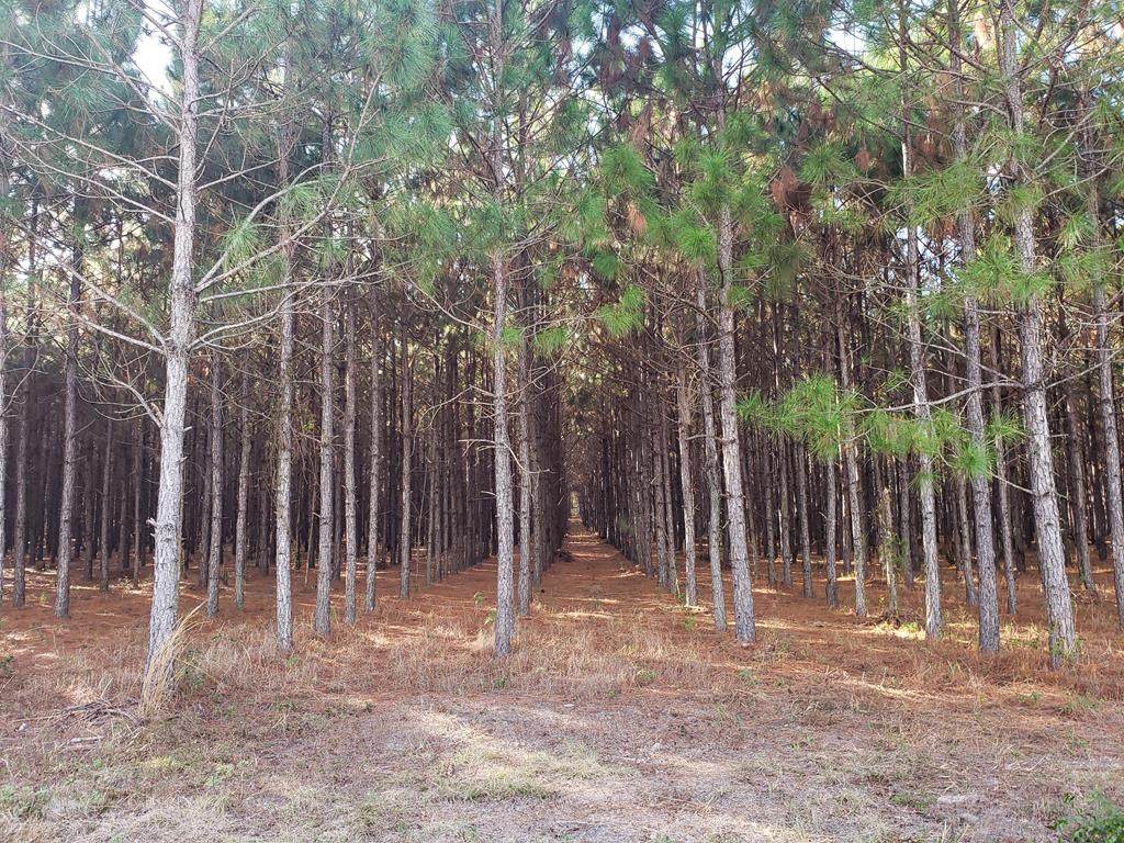 Dees Rd - Photo 1