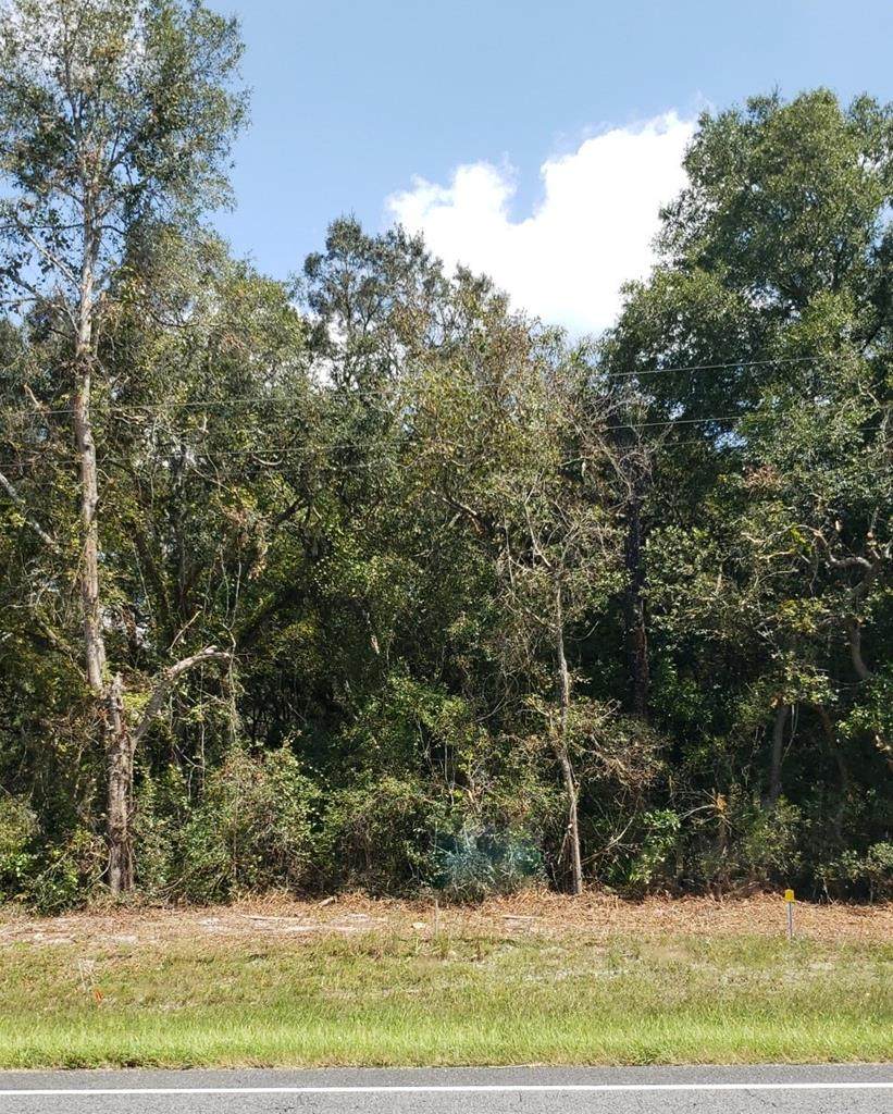 Lot 11 Us Hwy 19 - Photo 1