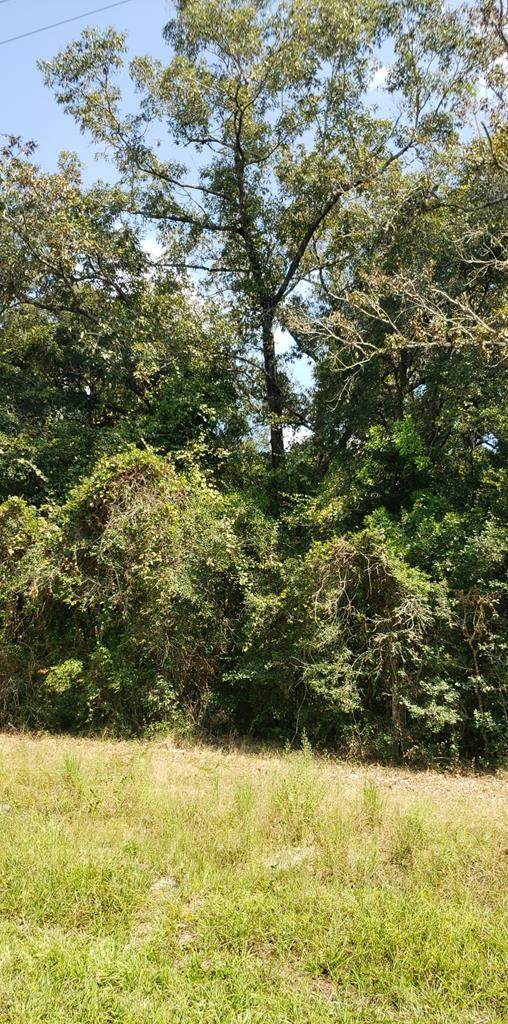 Lot 4 Us Hwy 19N - Photo 1