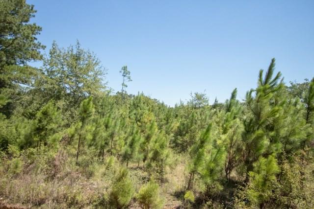 58.5 Acres Whiteoak Road - Photo 1