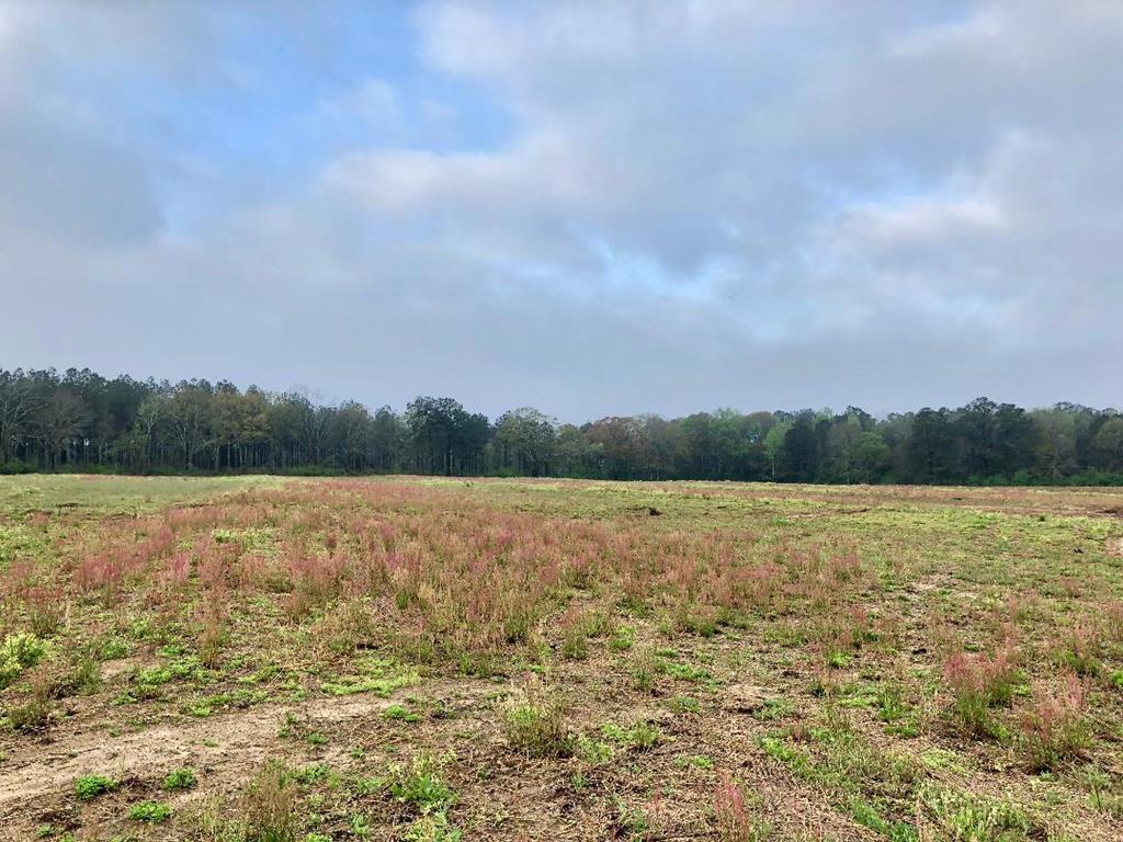 0 Middleton Road (14 Acres South) - Photo 1