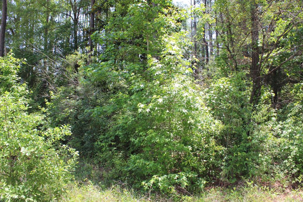 Lot 36 Arrowhead - Photo 1 Lot 36 Arrowhead - Photo 1