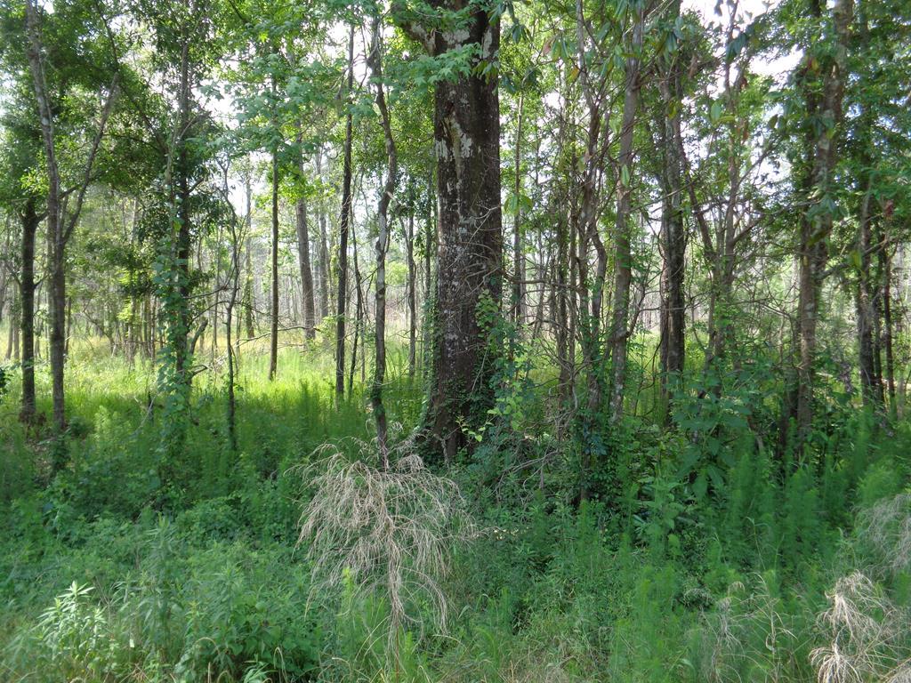20.8+-ac State Line Rd/Sealy Springs Rd - Photo 1