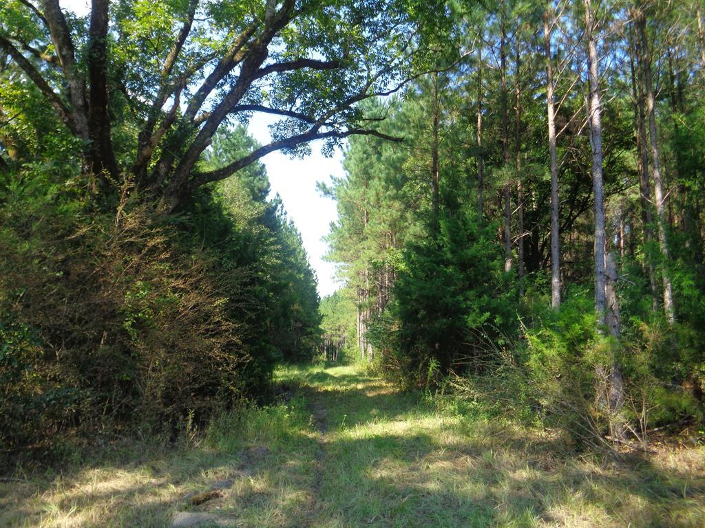 136+-ac Dale Cty Rd 36 - Photo 1