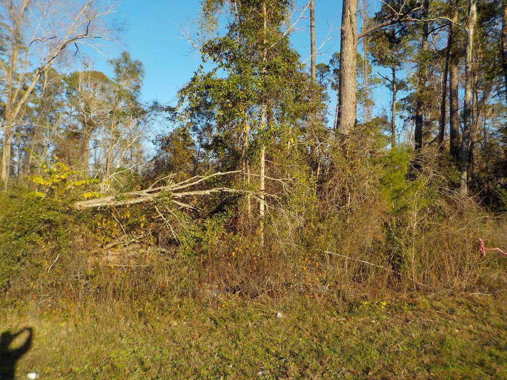.7 +-ac Cottonwood Rd - Photo 1