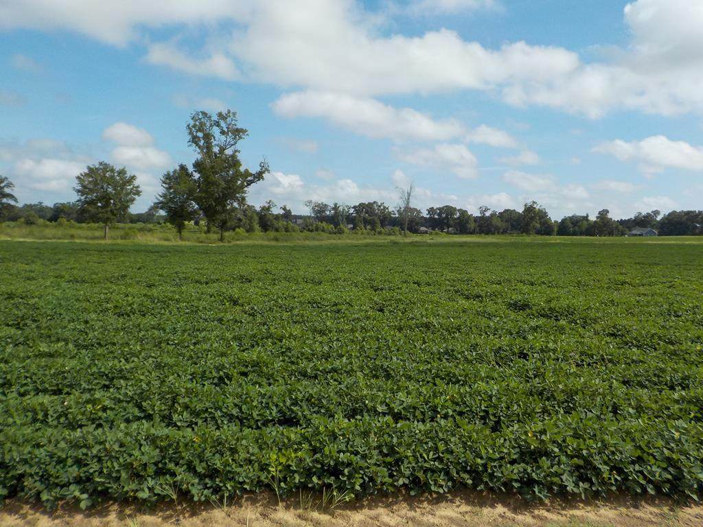 Lot 14, 15.15+-Ac Skipper Rd - Photo 1
