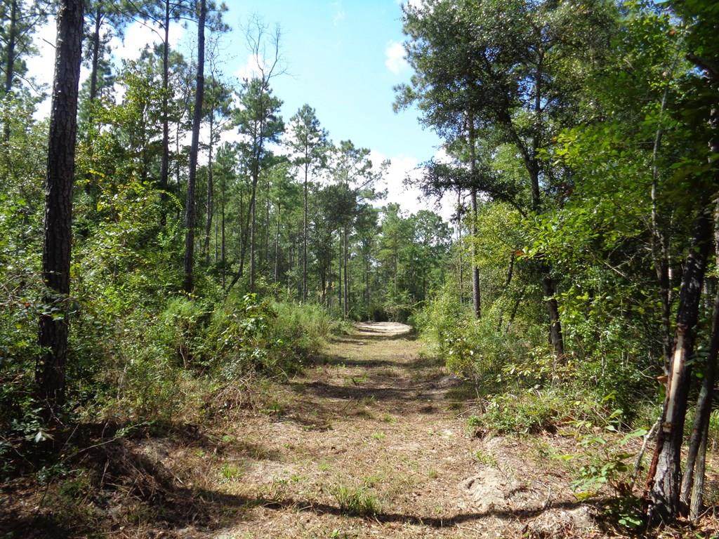 78+-ac Barksdale Rd/Greenhouse Rd - Photo 1
