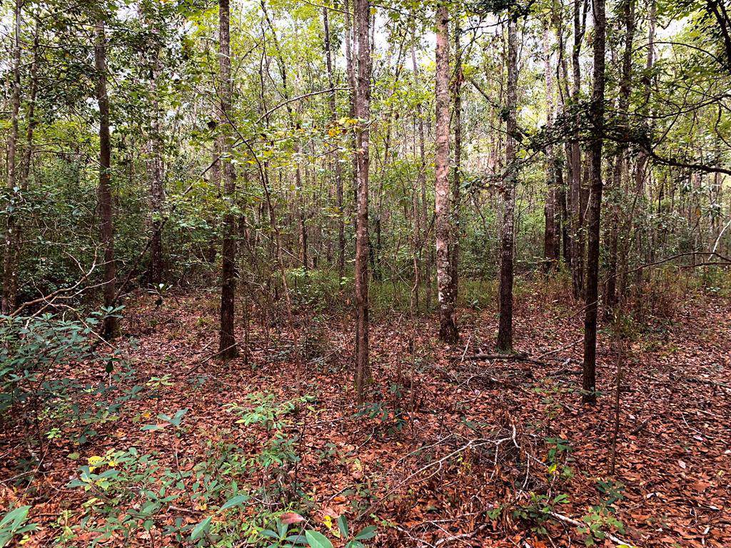 34 ACRES Scott Road - Photo 1