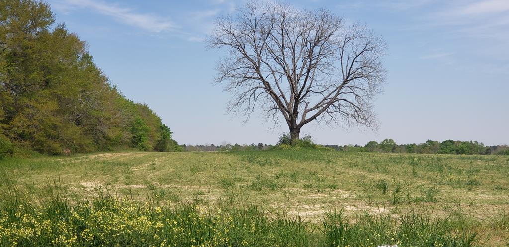 3.7 Acre Pea Market Rd Lot 7 - Photo 1