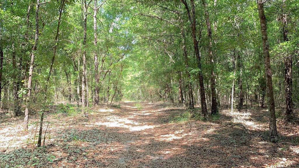 663 acre Jessie O Lewis Drive - Photo 1 663 acre Jessie O Lewis Drive - Photo 1