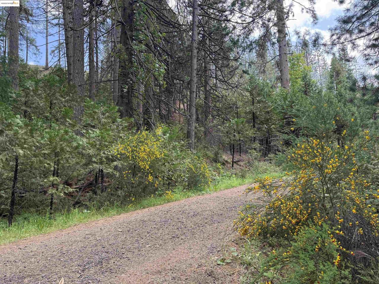 0000 Cedar Pines Ave - Photo 1