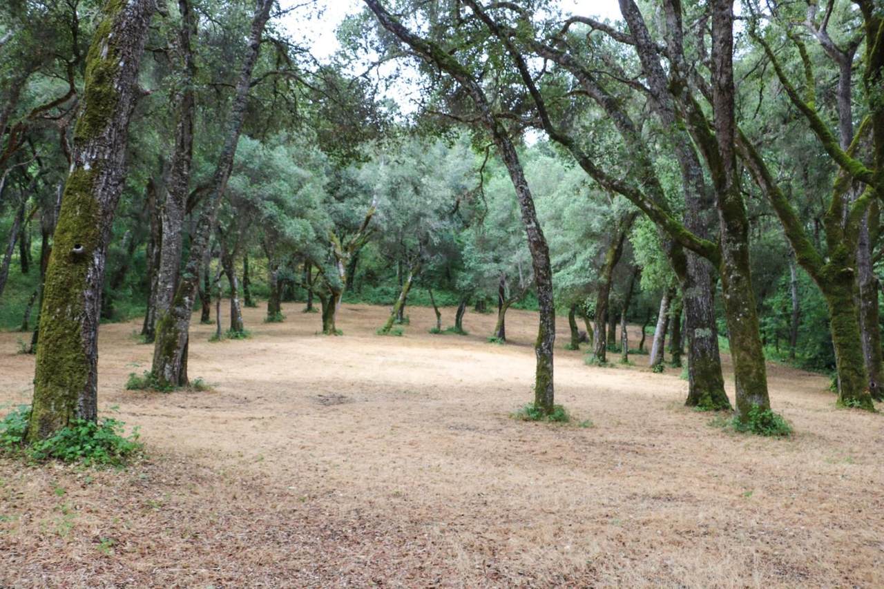 14 Arroyo Sequoia - Photo 1