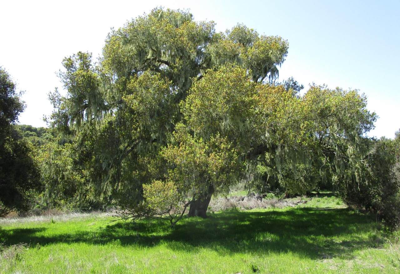 0 Monterra Road - Photo 1