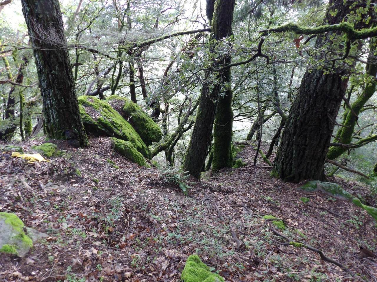 0882910500 Skyline Boulevard - Photo 1
