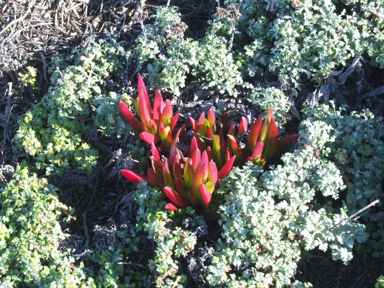 10247 Cabrillo Highway - Photo 1