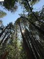 24512 Keltz Mine Rd - Photo 4