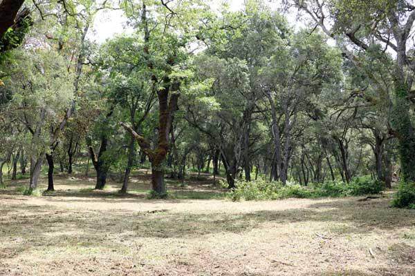 10 Garzas Trail - Photo 1