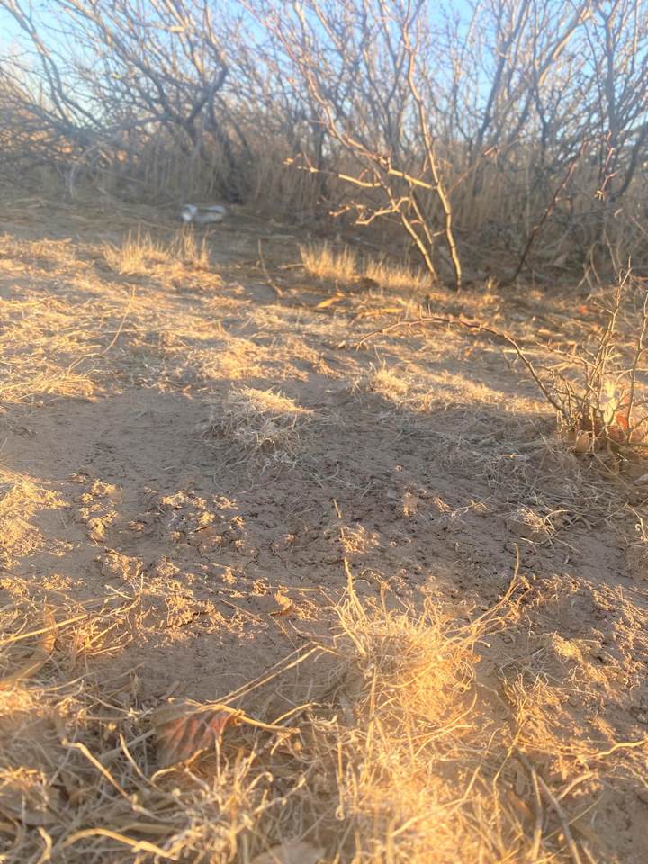 TBD De Soto Road - Photo 1