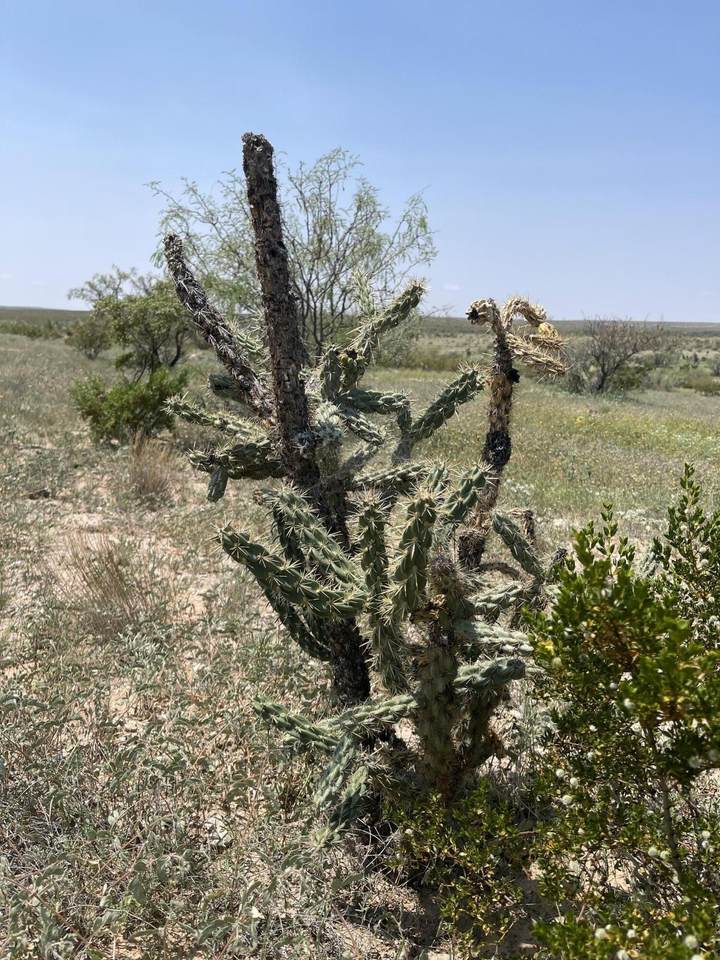 29 Sierra Prieto Lot #29 - Photo 1