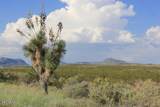 75 TSP 5 Sec 11 Sunset Ranches Unit #54 - Photo 4