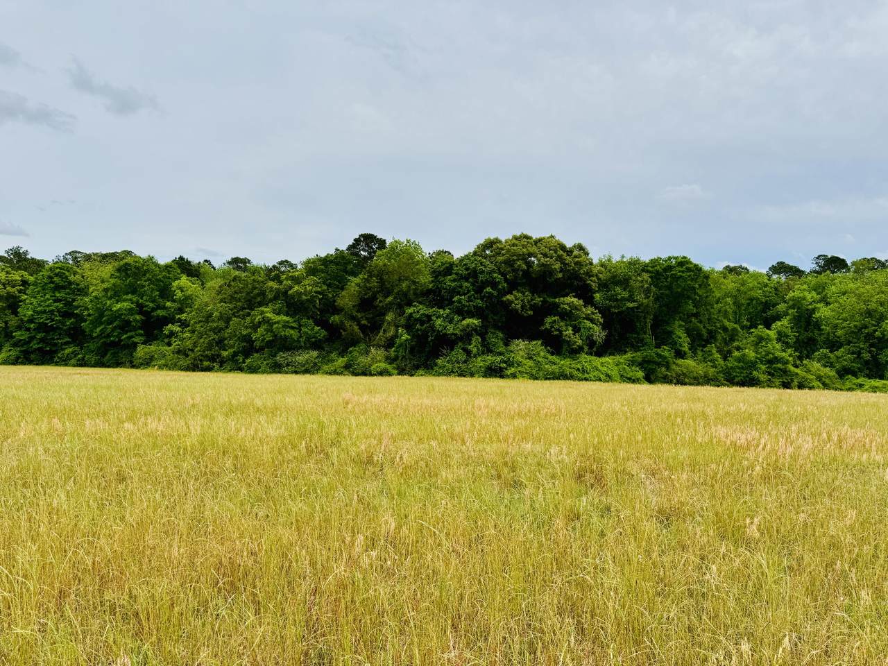 19 acres Highway 55 - Photo 1