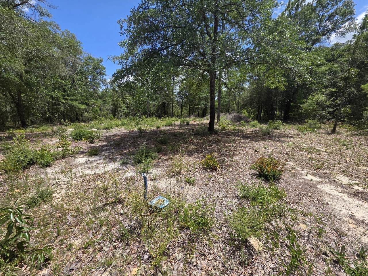 Lot 20 Tulip East Avenue - Photo 1