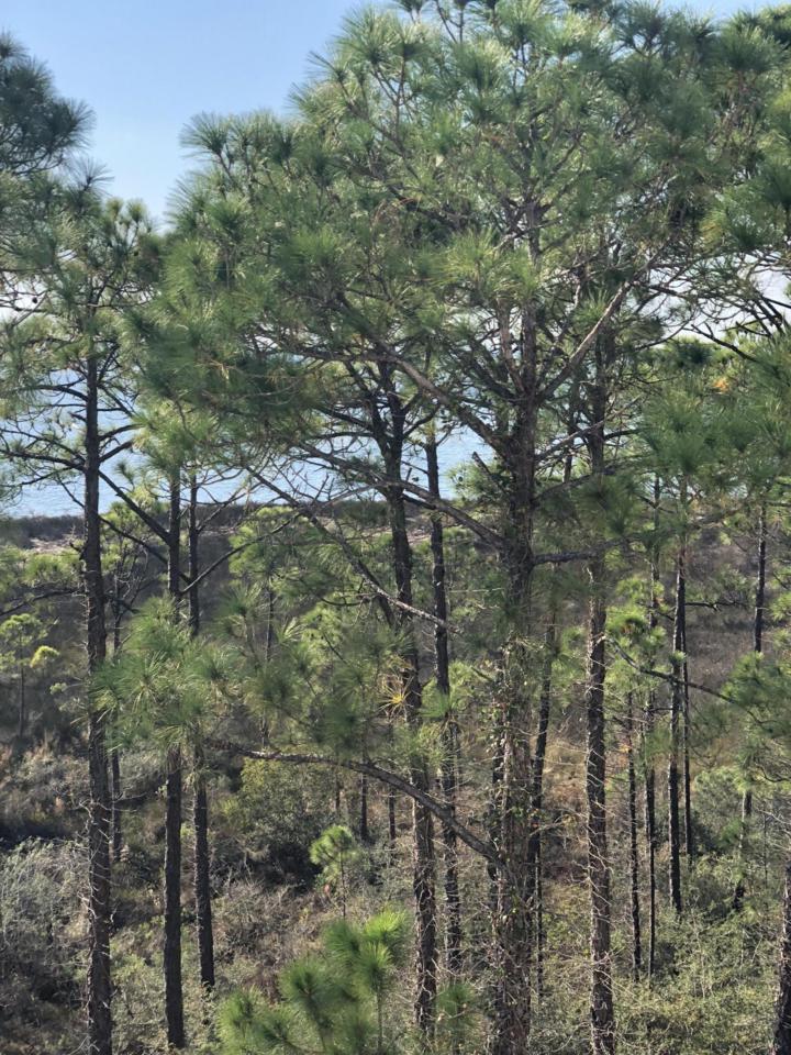 9700 Grand Sandestin Boulevard - Photo 1