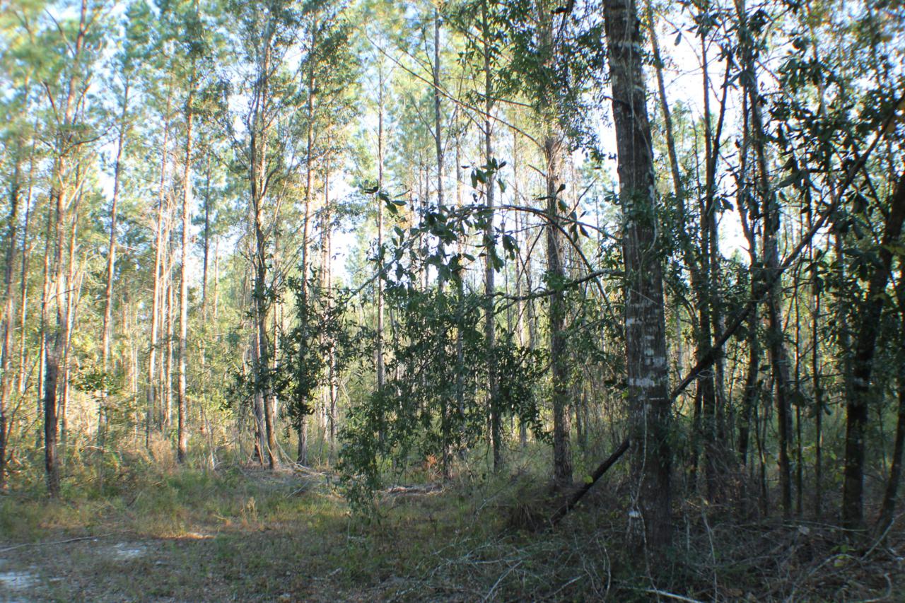 85 AC Caveman Road - Photo 1