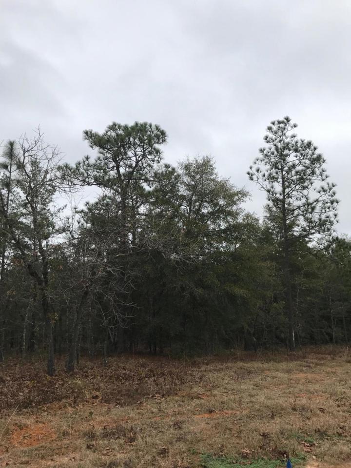 Lot 35 Marigold Avenue - Photo 1