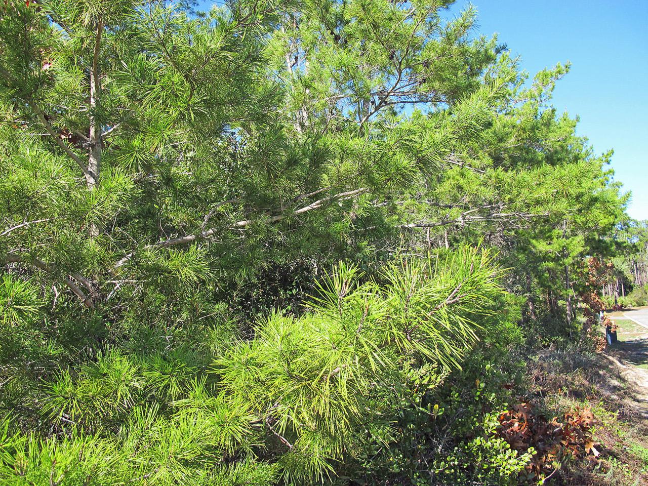 Lot 5 Charlotte Avenue - Photo 1