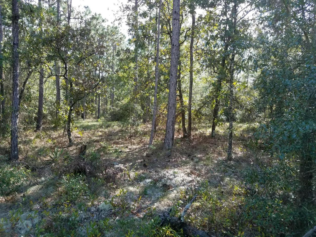 00 Annie Jo Road - Photo 1