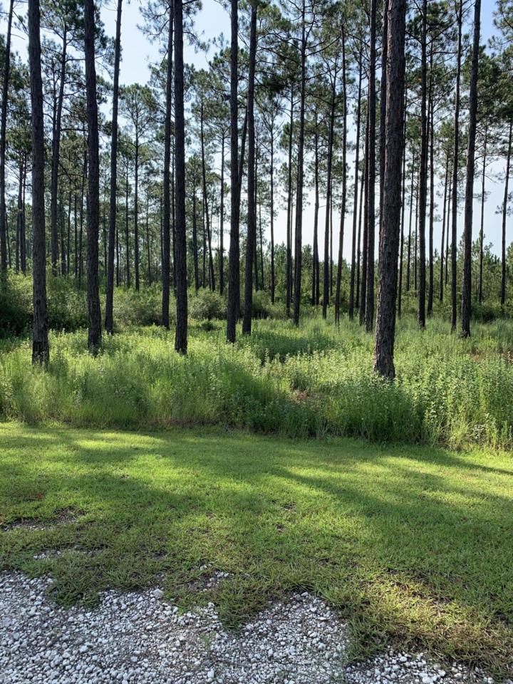 6619 Button Buck Trail - Photo 1