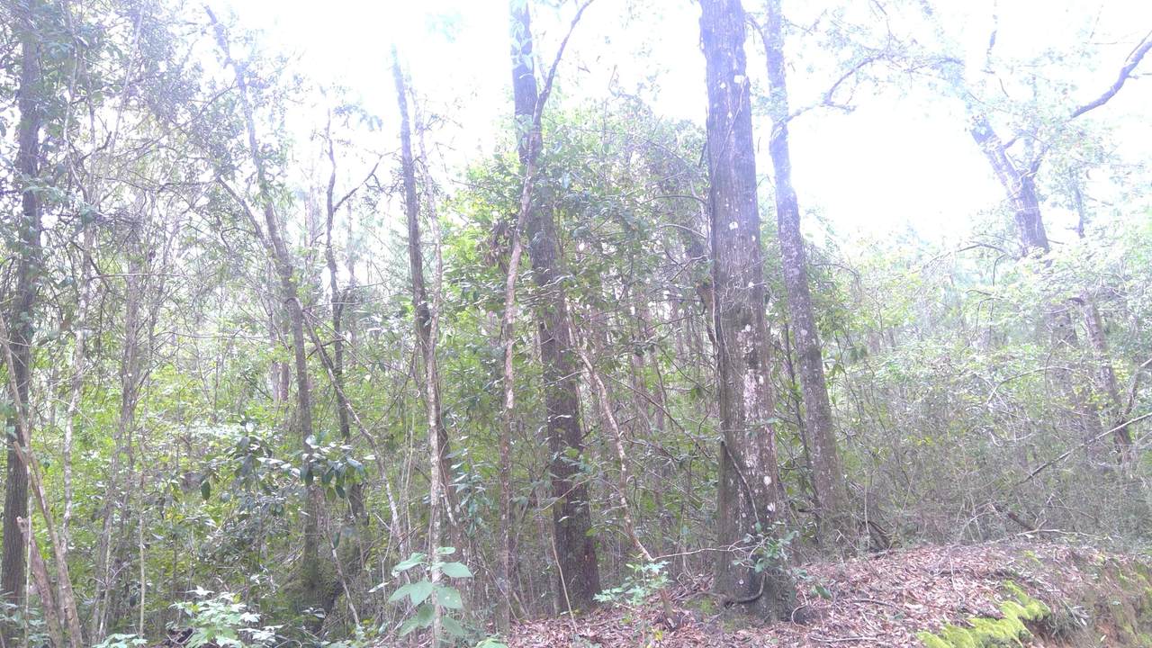 40 acres Jack Rd - Photo 1