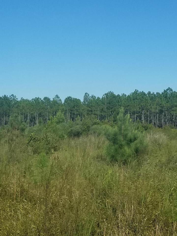 80 acres Hart Rd - Photo 1