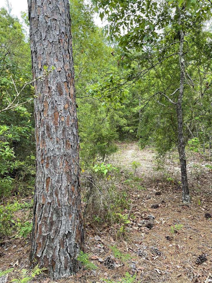 5.36 AC Burnis Road - Photo 1