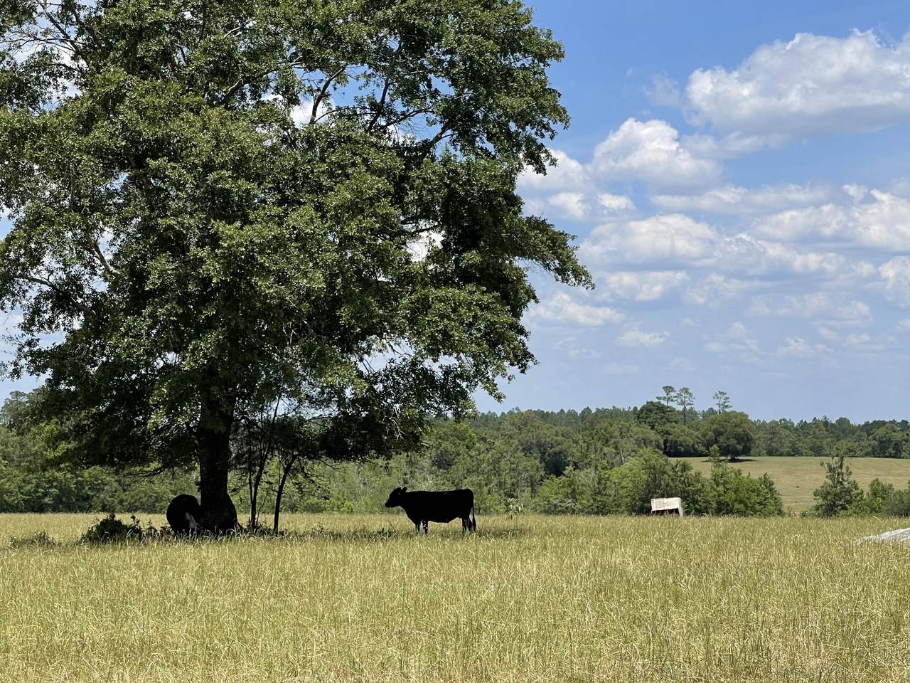41.55 ac Silas Road - Photo 1
