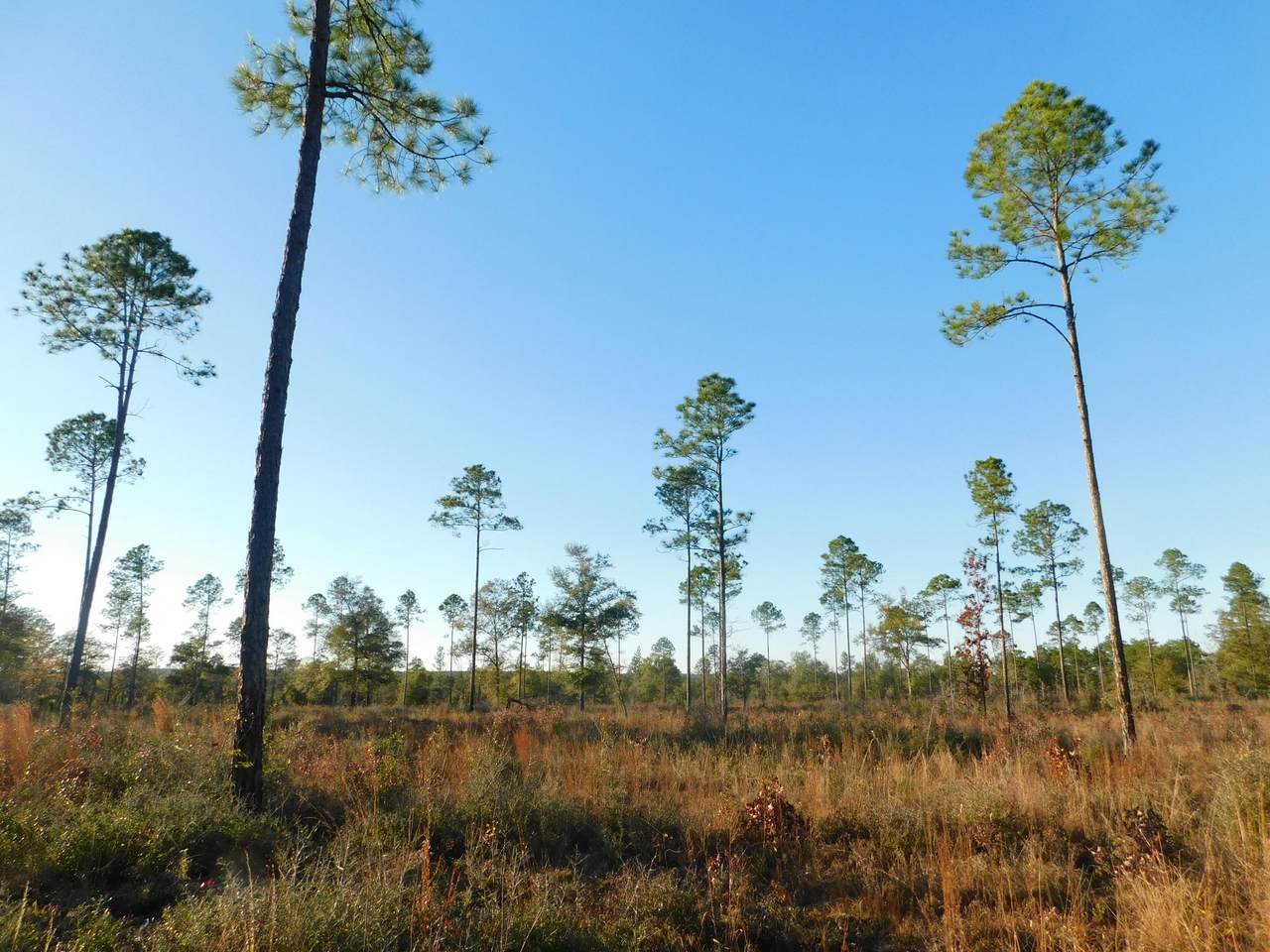 41+/- AC Sherman Kennedy Road - Photo 1