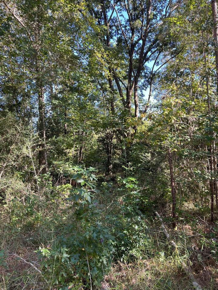 Lot 3 Jack Road - Photo 1
