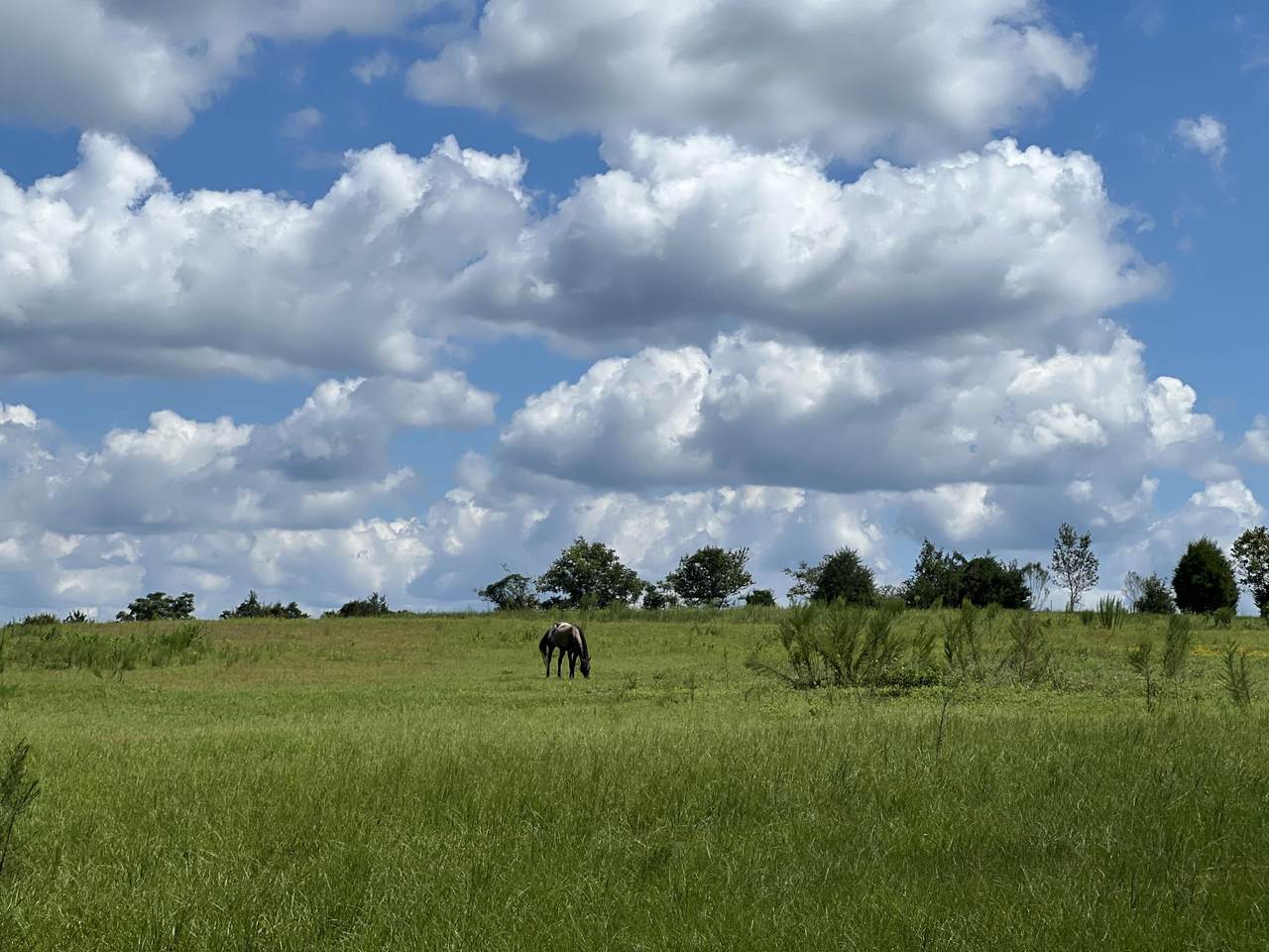 2066 Highway 131 - Photo 1