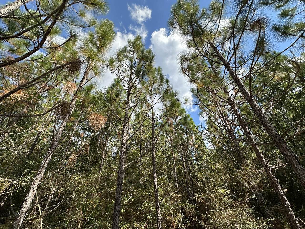 Parcel C New Ebenezer Road - Photo 1