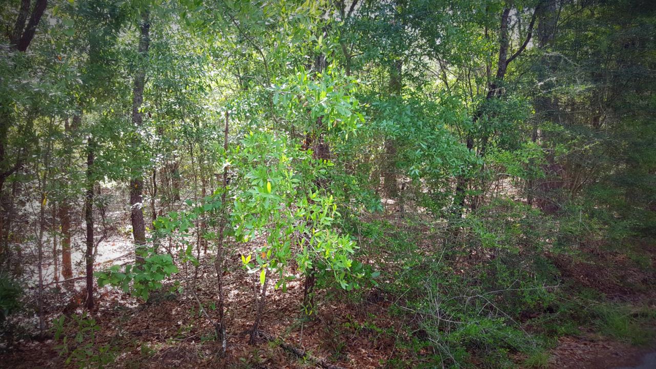 00 Holly Tree Lane - Photo 1