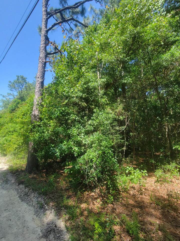 3.2 acres Paul Road - Photo 1
