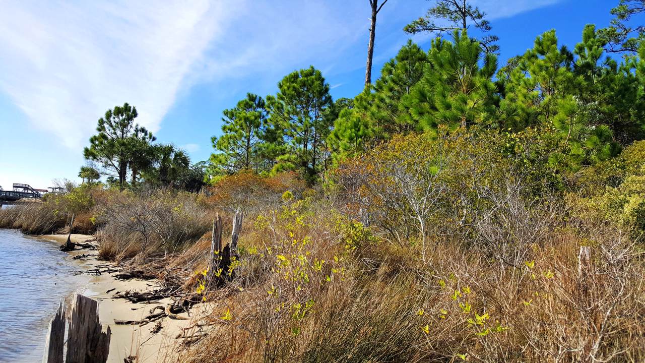 2.62 Acres Miracle Strip Parkway - Photo 1