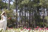 285 Twisted Pine Trail - Photo 45