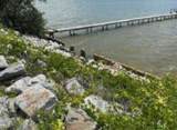 702 Live Oak Street - Photo 9