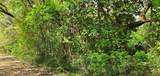 Lot 11 Live Oak Street - Photo 13