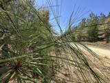 Tract#6418 Mattox Springs East North - Photo 4