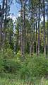 363 Acres Fl-85 - Photo 5